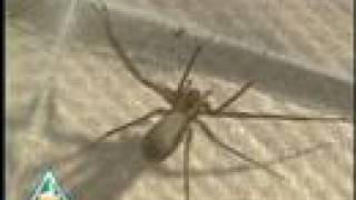 Brown Recluse [upl. by Icyaj511]