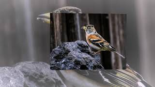 Brambling Fringilla montifringilla song [upl. by Nanfa]