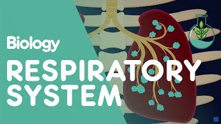 Meet the lungs  Respiratory system physiology  NCLEXRN  Khan Academy [upl. by Ebba]