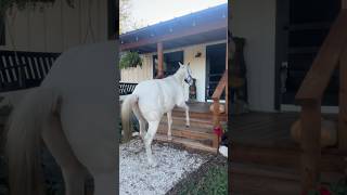 There’s a horse on our porch countrylife farmandranch ranch farmhouse horse horsesaremylife [upl. by Irret]