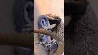 Lizard with strange hobbies shorts shortvideo animals strange [upl. by Nevins]