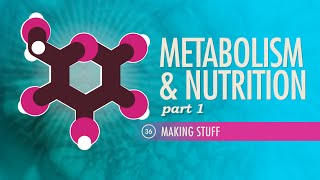 Metabolism amp Nutrition Part 1 Crash Course Anatomy amp Physiology 36 [upl. by Costello]