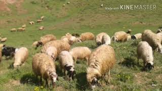 Bitlis tatvan dolluca köyü [upl. by Riay]