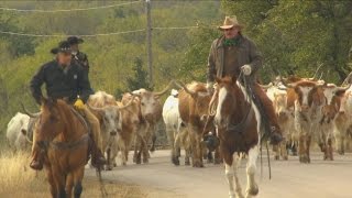 Cattle Drive Texas Country Reporter [upl. by Annoyek145]