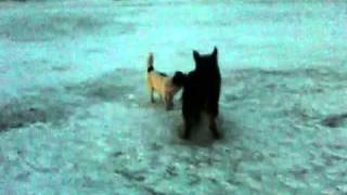 Dogs playing at 40C in Yakutsk SiberiaRussia [upl. by Nnahaid24]