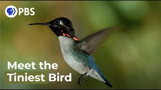 Meet The Smallest Bird On Earth [upl. by Bradleigh]