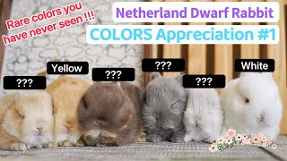 Netherland Dwarf Rabbit COLORS Compilation1  Size amp Full Grown Funny Cute Baby Bunny Breeds [upl. by Luapnaes]