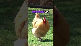 Uncovering Chickens Fascinating Facts You Didnt Know facts chicken chicks hen animals [upl. by Aiksa]