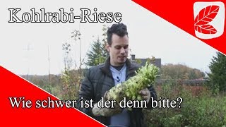 Kohlrabi Riese  Mehr als 4 Kg [upl. by Ilatfan400]