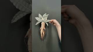 FACT ABOUT MANDRAKE  MANDRAKE CRYING PLANT interesting [upl. by Lambertson]