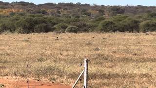 375 Cheytac Vs Warthog Hunting in South Africa June 2024 [upl. by Marvin]