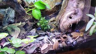 Mourning gecko stalking prey and dart frogs catching fruit flies [upl. by Tombaugh]