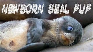 CUTE Wriggly seal pup [upl. by Easlehc972]