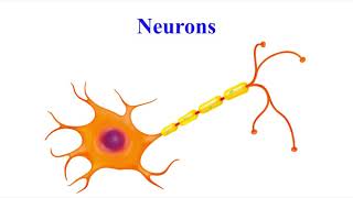 Nervous system overview  VCE Psychology [upl. by Mikel]