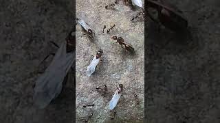 Nuptial flight of Queen Fire Ants [upl. by Oibesue747]