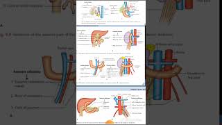 DUDENUM Relations Anatomy Quick Revision University Exam [upl. by Berg]