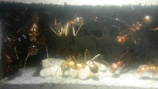 My Novomessor cockerelli colony 1 year 9 months [upl. by Durward430]