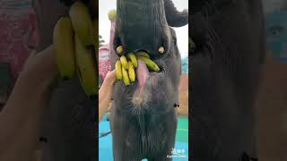 Elephant Banana Eating motion viralvideos youtubeshorts [upl. by Tdnaltroc269]