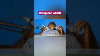 Orangutan ASMR shorts [upl. by Gipps]