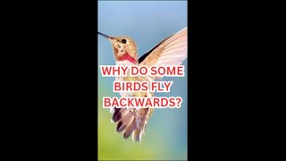 Why Do Some Birds Fly Backwards🐦😲 facts hummingbirds [upl. by Anniram]