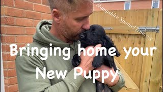 What to do when picking up a new puppy [upl. by Dolf]