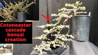 Cascade bonsai creation Cotoneaster  from bonsai stock to cascade bonsai [upl. by Chadabe158]