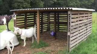 Our Goat Shelter Using Free Pallets [upl. by Ennazor]