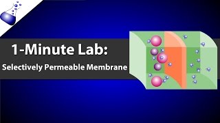 Selectively Permeable Membrane [upl. by Poll]