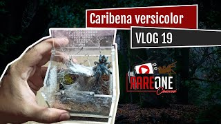 Vlog 19 Caribena versicolor care and rehousing [upl. by Rutherford]