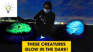 Glowing animals on Singapores shores  Marine Treasure hunt [upl. by Ahsehat]