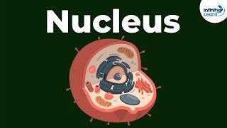 Nucleus  Cell  Infinity Learn [upl. by Lussi]