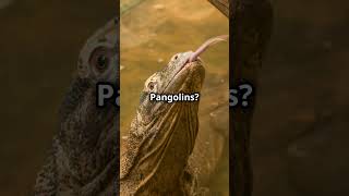 Armadillo versus Pangolin who will win [upl. by Grigson]