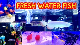 Aquarium decoration ideas  Daily vlog youtube channel  Osama apka dost viralvideos aquarium [upl. by Enaid769]