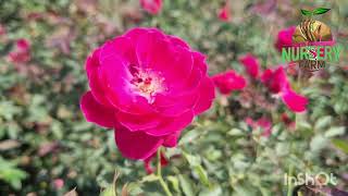 How to get more flowers Gruss an Teplitz rose dasi gulab [upl. by Yrro]