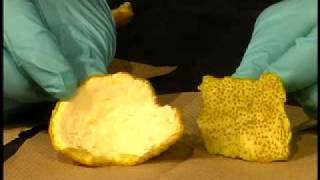 Organic Chemistry Lab Demo Isolation of Limonene part 1 [upl. by Farrell]