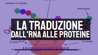 La traduzione dallRNA alle proteine 🧬 [upl. by Yeldud56]