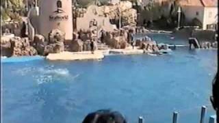 Dolphin Discovery at SeaWorld San Diego 62003 Part4 [upl. by Elehcar]