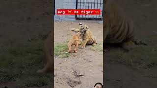 Dog Vs Tiger 🐅  An Interesting Game tiger lion dog animals worldtiger tigertime tinytigers [upl. by Atnom]