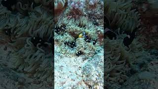 Clown anemonefish babysitting a group of damsels [upl. by Nesrac]