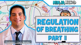 Respiratory  Regulation of Breathing Central amp Peripheral Chemoreceptors Part 2 [upl. by Skantze537]