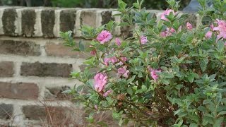 Planting Azaleas with the Grumpy Gardener  Southern Living [upl. by Preston759]