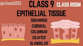 Epithelial tissue class 9 biology notes [upl. by Adihsar]