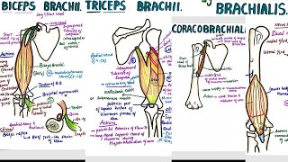 Muscles of Upper Arm  Two Compartments  Attachments  Origin  Insertion  Nerve Supply  Actions [upl. by Nnahteb580]