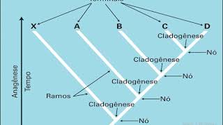 Sistemática Filogenética [upl. by Olegnaid]