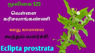 வெள்ளை கரிசலாங்கண்ணி மூலிகைவெள்ளை கரிசாலைEclipta prostrataWhite karisalankanniAlasal [upl. by Susanne649]