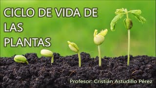 Ciclo de vida de las plantas [upl. by Laresa]