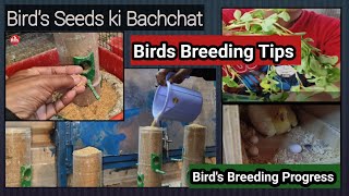 Birds Seeds Bachat ka Raaz  Breeding Tips ko Janiye  vlog [upl. by Geehan]