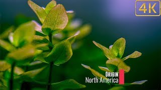 Popular Freshwater Plants Part 5 [upl. by Rosalinda]