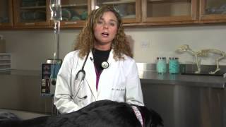 How to Treat Bloating amp Farting in a Dog  Dogs Health [upl. by Notffilc486]