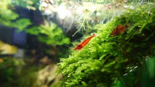 Community fish tank with 8 varieties of fishes  shrimp tank mates  Guppy  tetra  kuhli loach [upl. by Ennael]